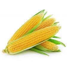 Fresh Sweet Corn from China supplied by Monty Farm (Huizhou) - Sweet Corn (=Saccharata) Maize (Corn)