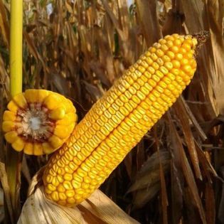 Maize Seed from 폴란드 supplied by FAST-CHEM Stanisław Fabrowski - Seed 옥수수