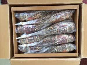 Caribbean Lobster (Nicaraguan) from Australia supplied by Wild Oceans Pty Ltd - Caribbean Fresh Common Lobster