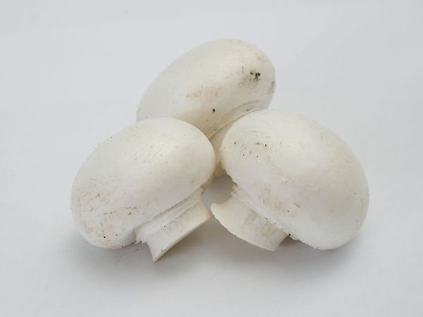 fresh white mushroom from Poland supplied by Spółdzielnia „Pieczarka Siedlecka” - White Fresh White Mushroom