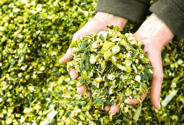 CORN SILAGE - Roll from 베트남 supplied by TVC Việt Nam - Organic 옥수수사일리지