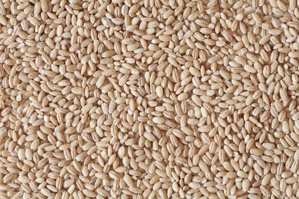 Pearl Barley from 우크라이나 supplied by GFK COMPANY - Pearl (=Pearled) 보리