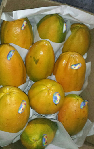 Fresh Papaya from 과테말라 supplied by Agricola Valle Alto S.A. - Ripe 신선 파파야