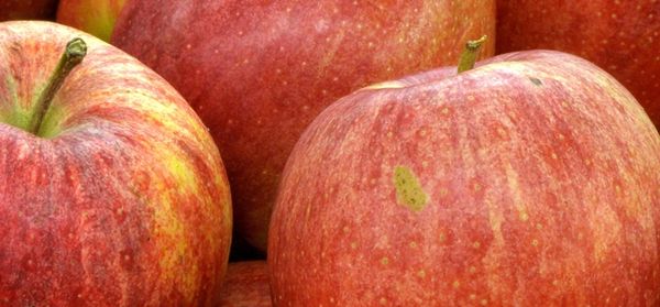 Apple from South Africa supplied by Fine Bros (Pty) Ltd - Whole Fresh Apple