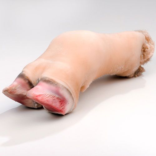 Beef feet long, cow feet, frozen beef feet long cut from Ukraine supplied by Euro-Commerce LTD - Offal Fresh Whole Beef