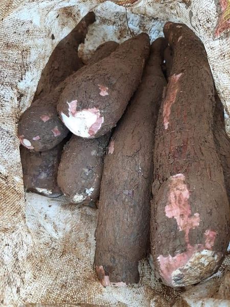 Cassava from 나이지리아 supplied by MAX AND MAXIS GLOBAL SERVICE LIMITED. - Farmed 카사바
