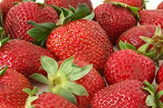 Fresh Strawberry from Germany supplied by Charly's Erdbeerhof GmbH & Co. KG - Charly's Strawberry Farm - Evie Fresh Strawberry