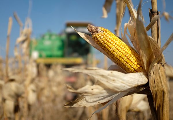 Corn from Russia supplied by LLC Paritet-Zernoproduckt - Sweet Corn (=Saccharata) Maize (Corn)