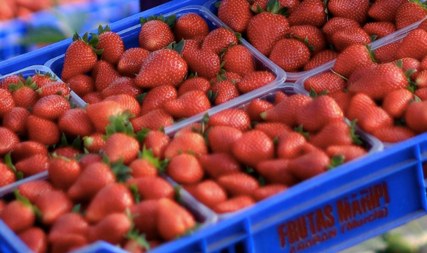 Fresh Strawberry from 스페인 supplied by Frutas Maripi SL - Whole 신선 딸기