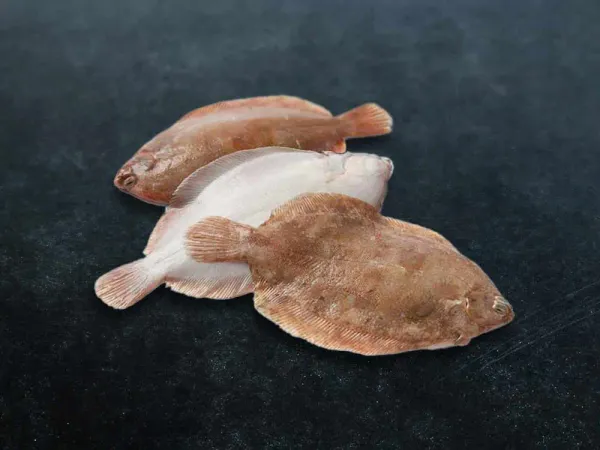 fresh lemon sole from 영국 supplied by AO Seafood Ltd - Lemon Sole (=Microstomus kitt) 냉동 솔피쉬