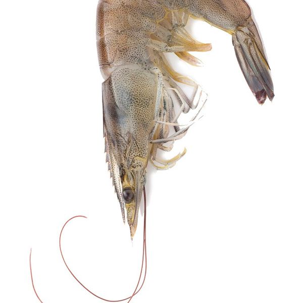 Shrimp from 네덜란드 supplied by Parlevliet  & Van Der Plas  B.V. - Seven Beards Shrimp (=Xiphopenaeus kroyeri=Atlantic Seabob) 냉동 새우