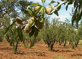 ALMONDS NATURAL & BLANCHED from 모로코 supplied by SANTIS S.A.R.L - 신선 생아몬드