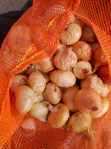 Fresh Onions from Greece supplied by Amaltheia Yada P.C. - Conventional Fresh Onion