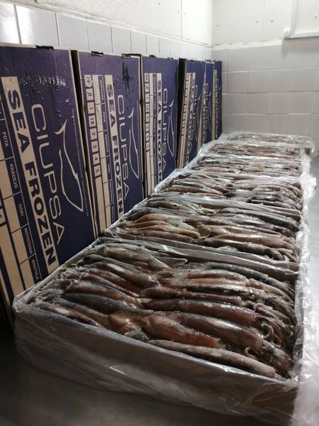 Squid from Argentina supplied by Compañía Italo Uruguaya de Pesca S.A. - Carton Box (12kg) (=Cardboard Box) Frozen Squid