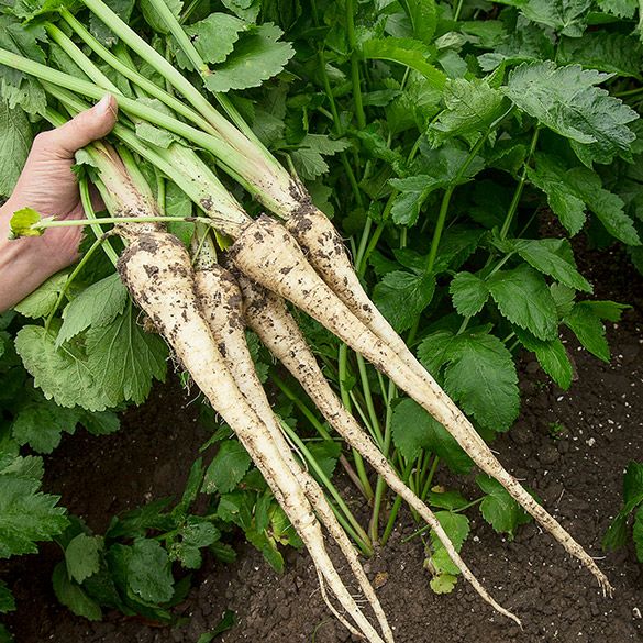 Parsnip from 네덜란드 supplied by Biobrass - Unspecified 파스닙