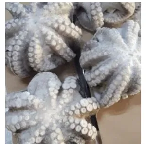 Frozen Flower Octopus from 인도네시아 supplied by PT. Tridaya Eramina Bahari - Flower Type 냉동 문어