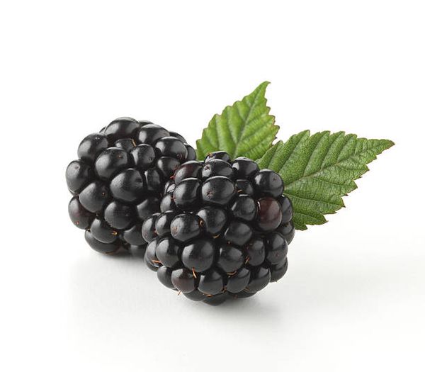 Frozen Blackberries from Serbia supplied by Euro Frigo d.o.o - Whole Fresh Blackberry