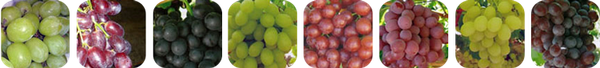 Table Grape from South Africa supplied by Risseeuw Boerdery - Regal Seedless Fresh Grape