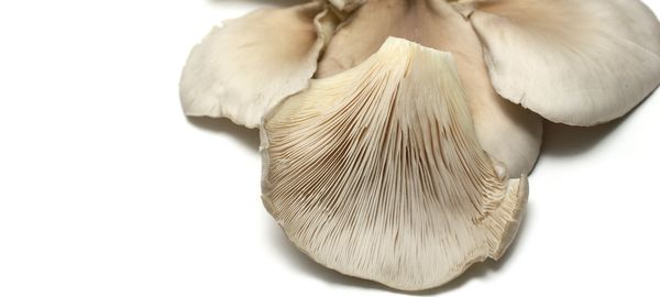 Pleurotus Mushrooms (Oyster) from Portugal supplied by Agro-Cachola Unipessoal Lda. - Whole Oyster Mushroom