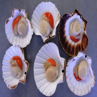 Scallop from 영국 supplied by Kilhorne Bay Seafoods - Giant Scallop (=Pecten maximus=Great Atlantic Scallop=King Scallop) 냉동 가리비