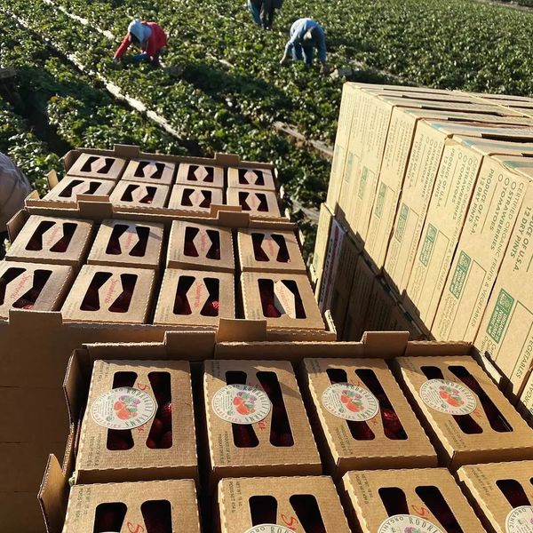 Fresh Strawberry from United States supplied by Rodriguez Farms, Inc. - Fresh (=Chilled) Fresh Strawberry