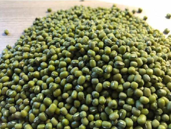 Green Mung Beans from 브라질 supplied by Br Pulses Comercio Importacao e Exportacao Ltda. - Ordinary (=Non-scented) 말린 녹두