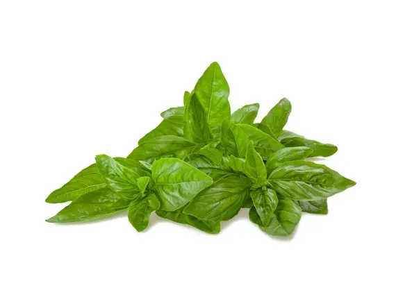 Basil from 폴란드 supplied by Liogam Sp.j. Zaklad Liofilizacji M.Bień M.Kot A.Prześlak - Leaf 바질