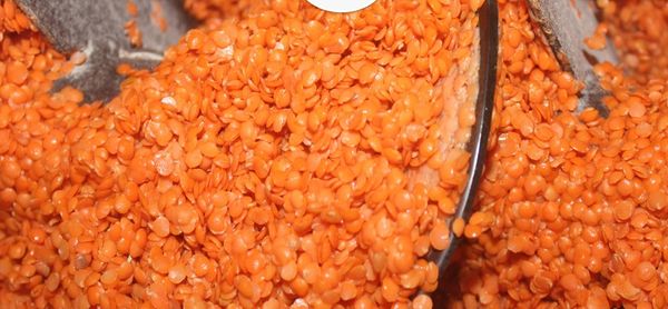Red Lentil from 스리랑카 supplied by Ranjitha Pulses Splitting & Process Industry - 레드 렌틸 말린 렌틸
