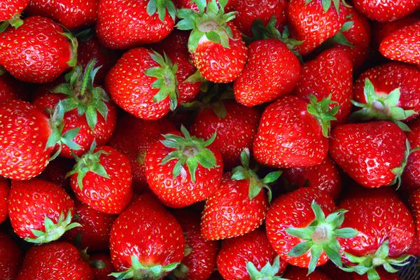 Fresh strawberry from 몰도바 supplied by Mialex-Nord SRL - Red 신선 딸기