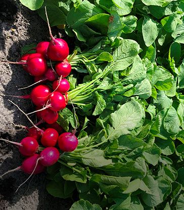 Radish from United States supplied by C & B Farms, Inc. - Red Radish