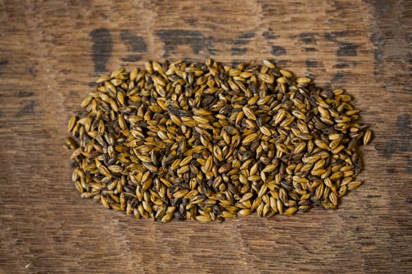 Barley Malt from 영국 supplied by Loughran Brewers Select Limited - Individually Wrapped (=IW) 보리맥아