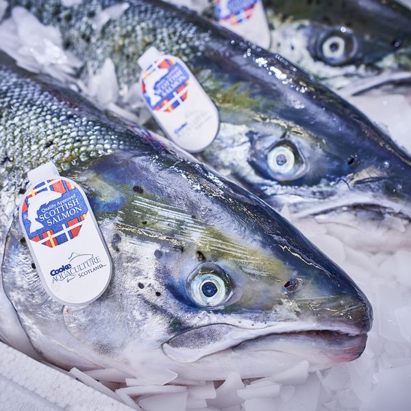 Fresh Salmon from United Kingdom supplied by Cooke Aquaculture Scotland Ltd - Roe (=Caviar) Salmon
