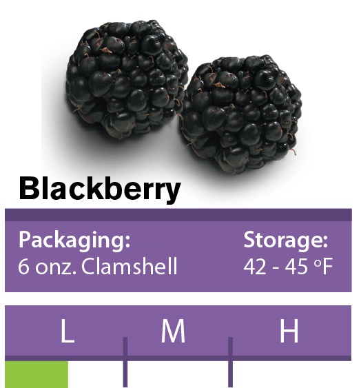 Fresh Blackberry from 과테말라 supplied by Pakil Awal - Whole 신선 블랙베리