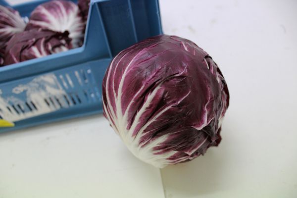 Cabbage from 네덜란드 supplied by Agf online - 적양배추 신선 양배추
