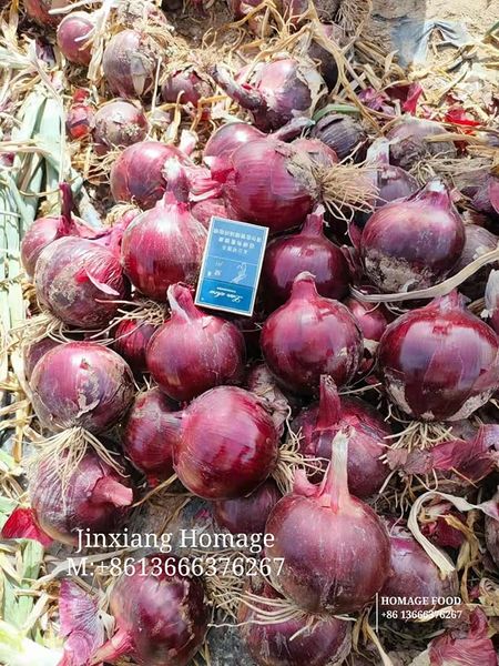 Fresh Onion from China supplied by Jinxiang Fengsheng Imp. And Exp. Co., Ltd. - Red Fresh Onion