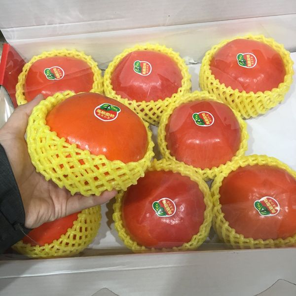 Persimmon from 대만 supplied by ViGor Corporation - Asian Persimmon (=Japanese Persimmon=Diospyros kaki) 신선 감