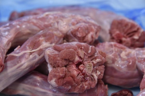 Turkey Meat from 이탈리아 supplied by S.A.F. SOCIETA' AVICOLA FIORANESE SRL - Fresh (=Chilled=Raw) 칠면조고기