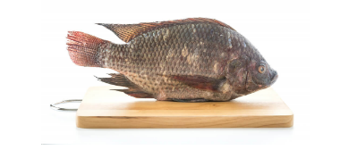 Tilapia from 콜롬비아 supplied by Proceal S.A. - 블랙 틸라피아 냉동 틸라피아
