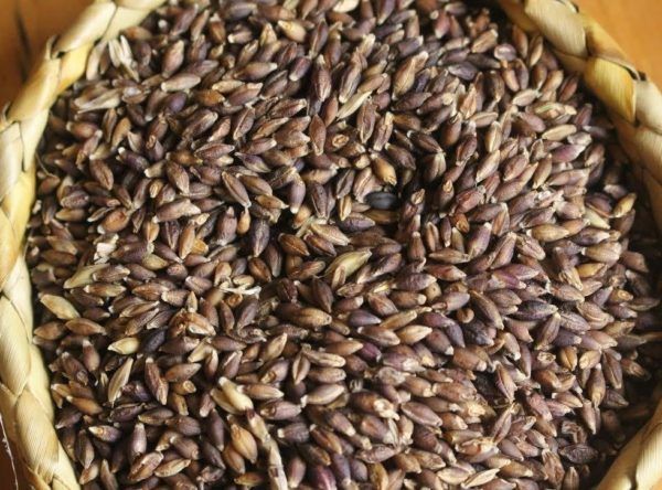 Barley Masan Naked from 뉴질랜드 supplied by Koanga Gardens Limited - Naked 보리