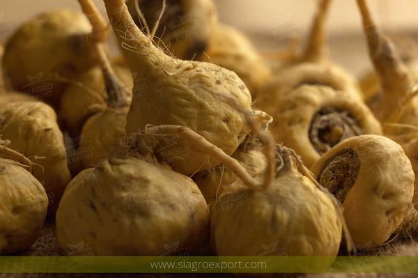 Maca from 페루 supplied by Servicios Integrales Agroexportacion S.R.L. (Siagro Export) - Dried - Sulphured 마카