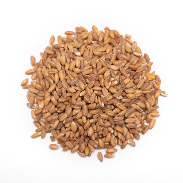 Wheat from 튀르키예 supplied by Tasty Foods - Kernel 소맥