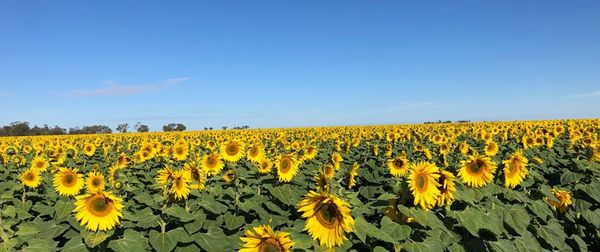 Sunflower Seed from Australia supplied by Nuseed Australia - For Seed Sunflower Seed
