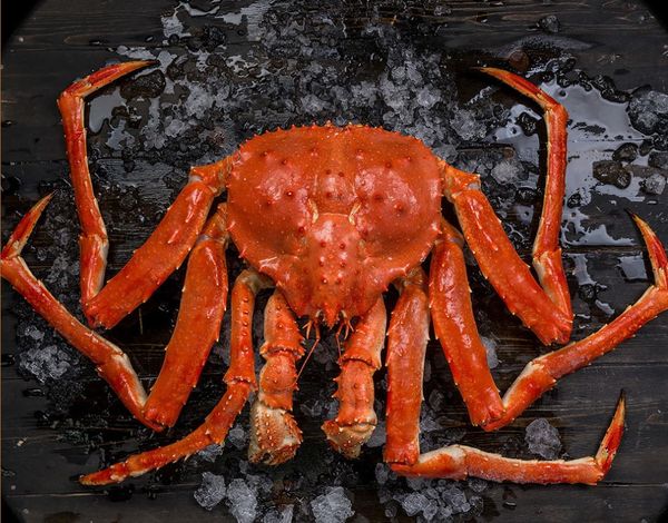 Crab from Russia supplied by Sever Co.Ltd - Cooked (Not Frozen) Frozen Crab