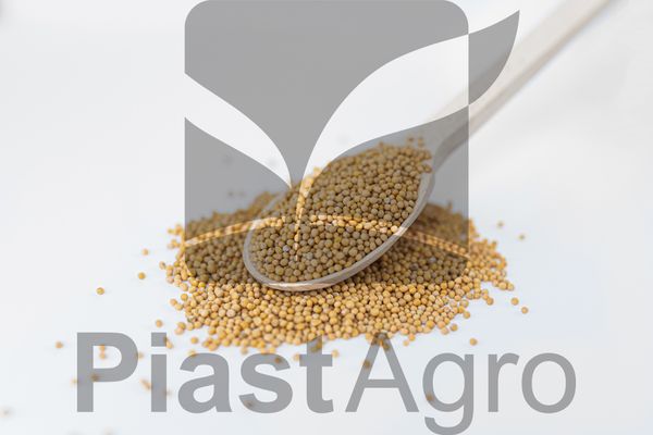 Yellow mustard seed (Sinapis Alba) from 폴란드 supplied by Piast Agro Sp. z o.o. - Unspecified 겨자씨