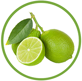 Limes from 과테말라 supplied by Tropical Source Crops (TSC) - Whole 신선 라임