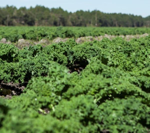 Kale from 남아프리카공화국 supplied by Agricol (Pty) Ltd - Green 케일