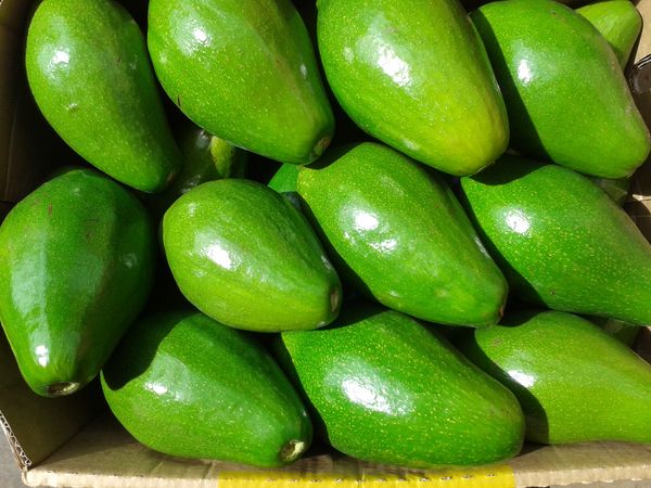Avocado from 우간다 supplied by Aseel Impex Limited - Whole 신선 아보카도