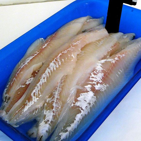 fresh haddock from United Kingdom supplied by Noble Brothers (Fraserburgh) Ltd - Fresh (=Chilled=Raw) Frozen Haddock