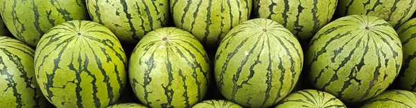 Watermelon from 네덜란드 supplied by Frankort & Koning - Whole 신선 수박