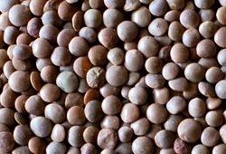 Organic Red Lentils from 캐나다 supplied by Stonehenge Global Seeds Inc - 레드 렌틸 말린 렌틸